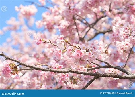 Pink Cherry Blossomcherry Blossom Japanese Flowering Cherry On The