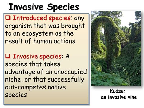 Invasive Species Examples