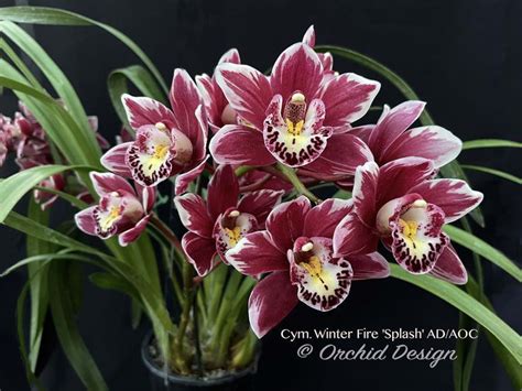 Cymbidium Winter Fire Splash Ad Aoc Orchid Design The Most Beautiful Splash Cymbidium