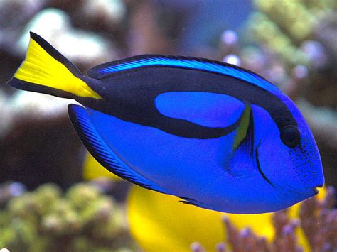 Blue Tang Fish Pets Cute And Docile