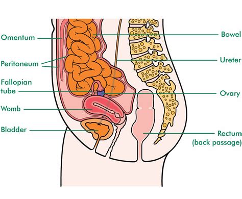 Anatomy of a human female back muscle anatomy human back diagram organs anatomie. Types of surgery for ovarian cancer - Macmillan Cancer Support