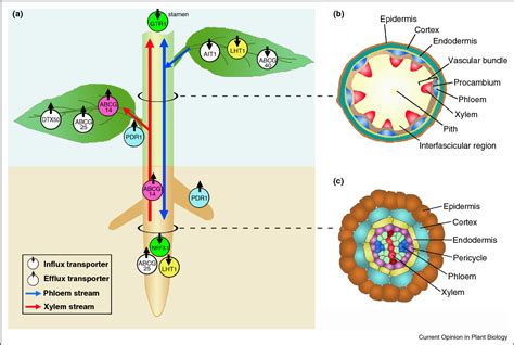 Long Distance Transport Of Phytohormones Through The Plant Vascular