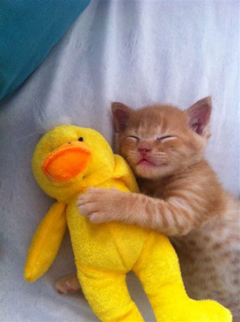 100 Best Sleeping Kittens And Cats Images On Pinterest