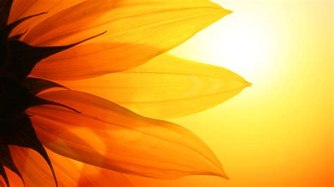 Sunflower Wallpapers Best Wallpapers