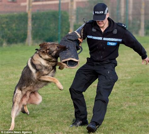 German Shepherd Police Dogs In Action Images And Pictures Becuo