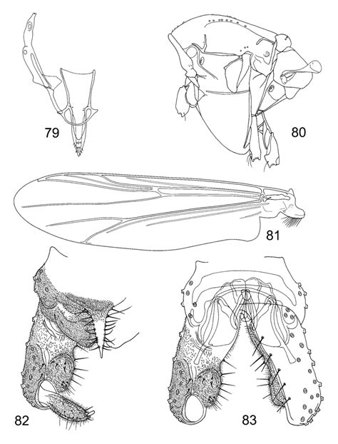 Litocladius Confusus Sp N Male 79—tentorium Stipes And Cibarial