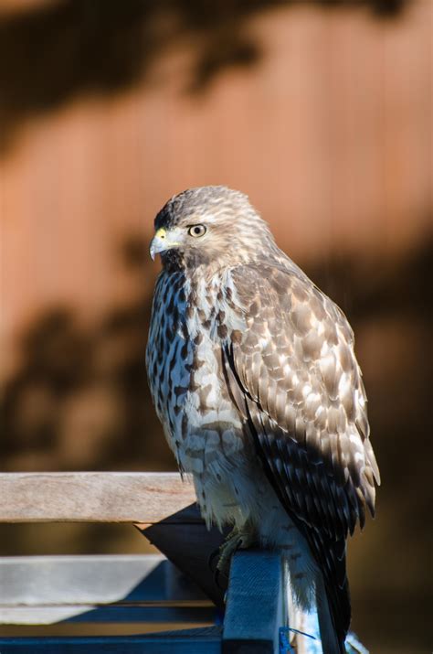 Hawk In Our Backyard Broad Winged Hawk Dallas Tx Rwhatsthisbird