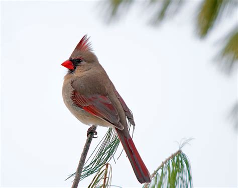 Photos Of Cardinals Philip Schwarz Photography Blog