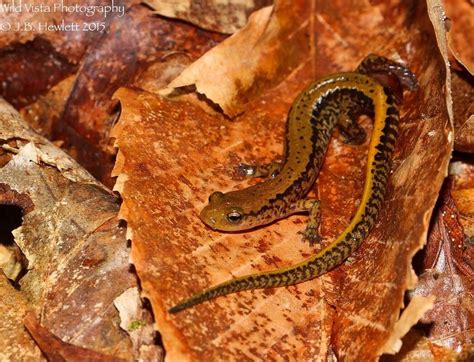 Long Tailed Salamander Emuseum Of Natural History