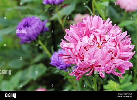 Big Pink Flower Of China Aster In The Ornamental Garden Stock Photo Alamy