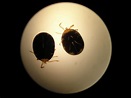 Seed Ticks! | Seed ticks, Ticks, Mold and mildew