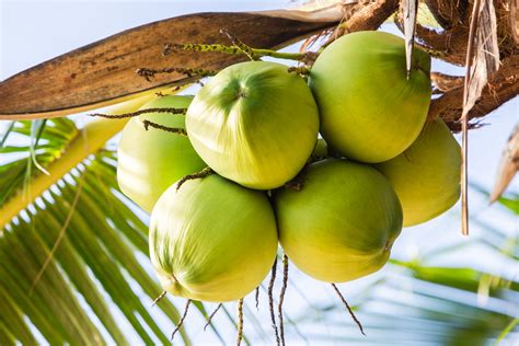 Real Food Encyclopedia Coconuts Foodprint