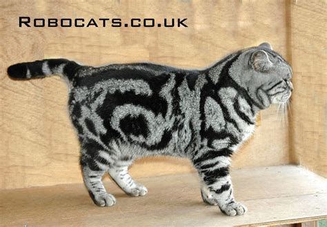 Short Haired Striped Cat Breeds Pets Lovers