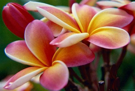 Top 10 Prettiest Flowers For Your Garden Or Balcony Top Inspired
