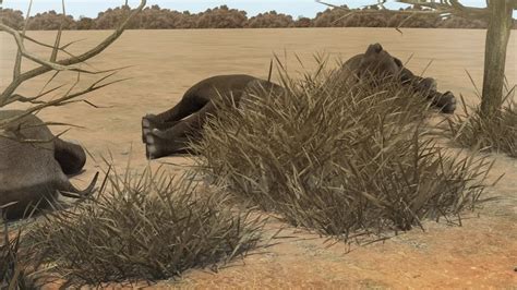 dozens of elephant carcasses found near botswana wildlife sanctuary youtube