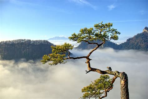 Free Images Landscape Tree Nature Branch Mountain Cloud Sky