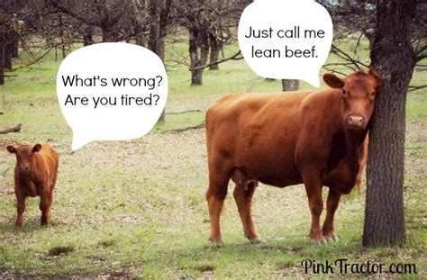 Best 25 Cow Puns Ideas On Pinterest Laugh Laugh Cow