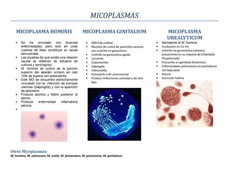 8 Micoplasma Resumen Microbiología Y Parasitología Micoplasmas Micoplasma Hominis Se Ha