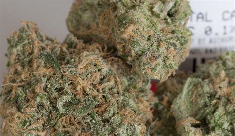 Stardawg Strain Information And Review Ilgm
