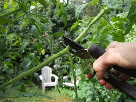 How To Prune Tomatoes For A Better Harvest American Gardener