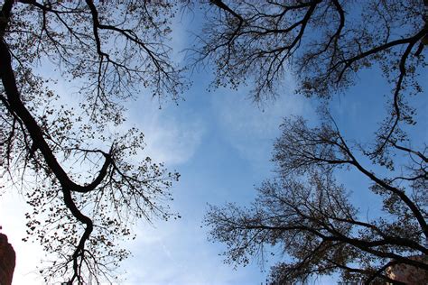 Free Stock Photo Of Dry Bare Tree Branches In The Sky