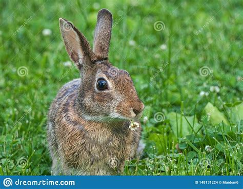 Close Up View Of Eastern Cottontail Rabbit Eating Clover Stock Photo