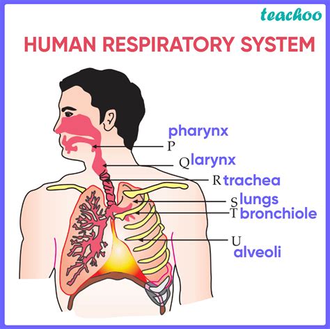 Mcq Class 10 Study The Diagram Of The Human Respiratory System And