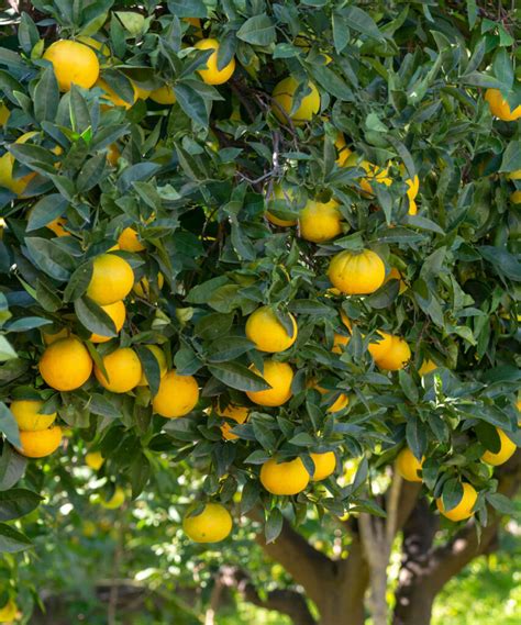 Navel Orange Citrus Sinensis ‘navel Plantvine