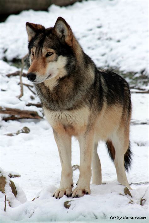 Timber Wolf Timberwolf 3 By Bluesgrass On Deviantart