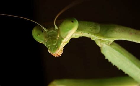 Poll Should Praying Mantises Be Used For Pest Control Focusing On