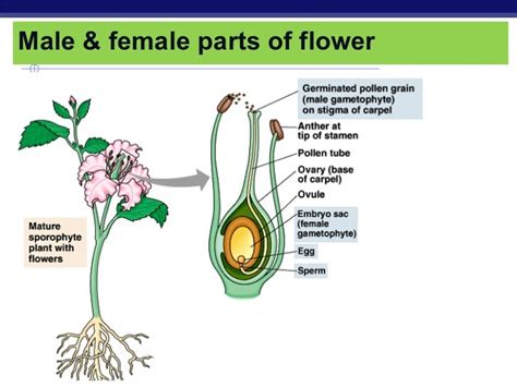 Chap 4 Plant Reproduction Final