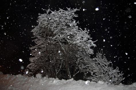 Snowfall And Snowy Tree At Night Stock Photo Image Of Pyrenees Noel