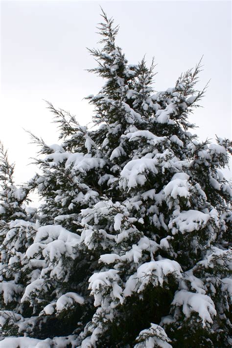 Evergreens With Snow