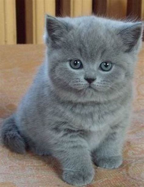 Gray Kitten In 2020 Kitten Pictures Grey Kitten