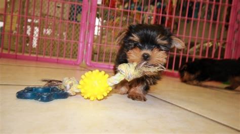 Sweet Yorkshire Terrier Puppies For Sale Georgia Local Breeders Near
