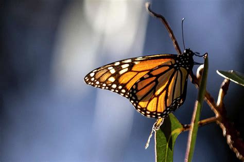 Monarch Butterfly Population Booms In Pismo Beach