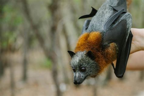 Flying Foxes North Avoca Camp Your Voice Our Coast