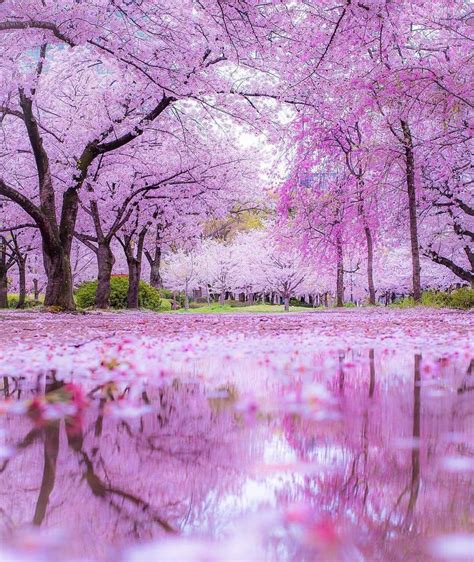 Cherry Blossom Tree Landscape Wallpaper