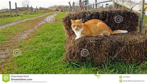 Farm Cat Royalty Free Stock Photography Image 16778527