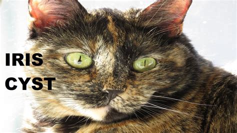 Cat With Iris Cyst Uveal Cyst Cat Eye Disease Eye Disorder Youtube