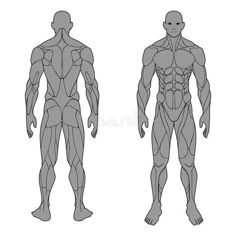 Human Body Anatomy Male Man Front And Back Muscular System Of Muscles