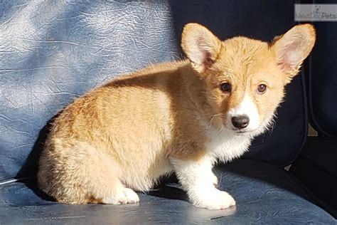 They were considered the same breed until 1934 when the akc recognized them as a separate breeds. Corgi puppy for sale near San Diego, California ...
