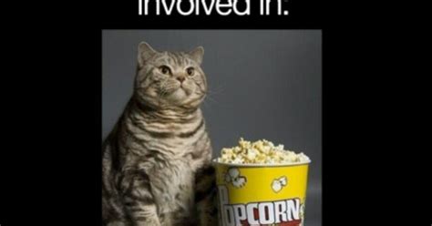 Fat Cat With Popcorn Teen Posts Funny Stuff And Hilarious