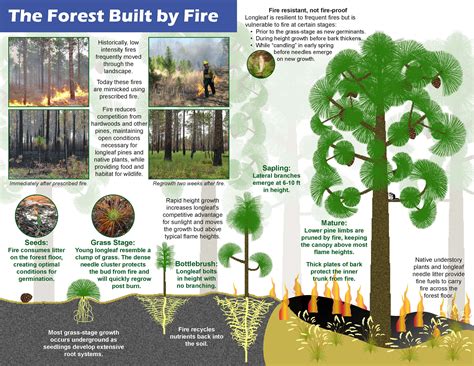 Burning Longleaf Pine Forests