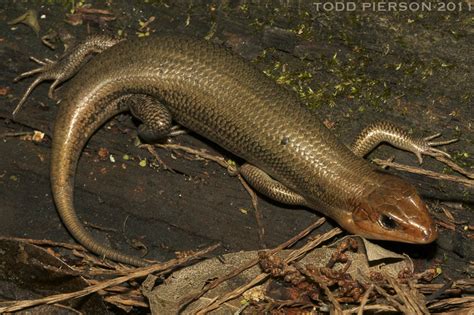 Broad Headed Skink Herps Of Travis County · Naturalista Mexico