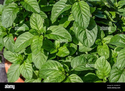 Mentha X Piperita Var Citrata Orange Plant Stock Photo Alamy