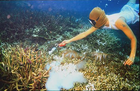 Millions Of Aquarium Fish Are Caught Each Year With Cyanide The