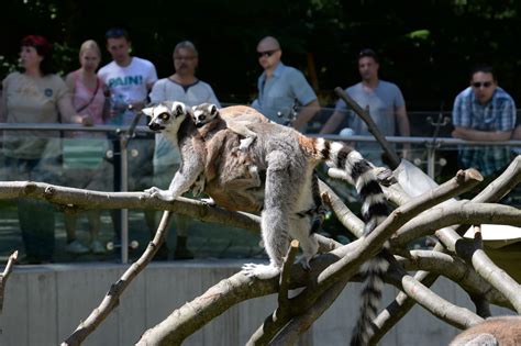 Olomouc zoo is one of the largest breeders of south african gemsbok in europe and the stud book keeper of the east caucasian tur. Firmy | Zoo Olomouc - Svatý Kopeček