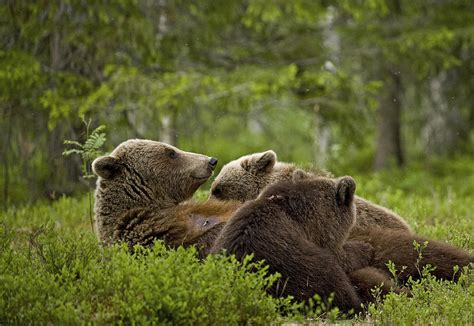 Brown Bear Cubs Feeding Photograph By Jenny Hibbert