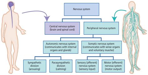 Schéma du système nerveux humain. Nervous System Organization at Northeastern University ...